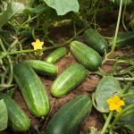 ARS_cucumber