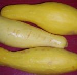 Summer squash