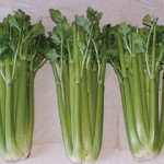 celery_cropped