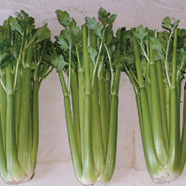 Celery