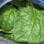 Spinach
