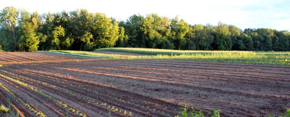 Farm field