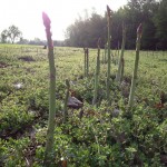Asparagus