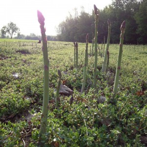 Asparagus