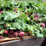 Beets