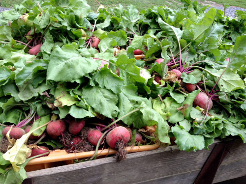 Beets