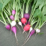 Radishes