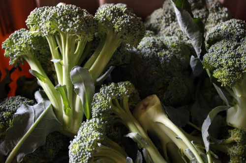 Broccoli