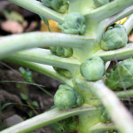 brusselssprouts