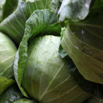 cabbage