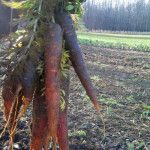 carrots