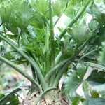 celeriac