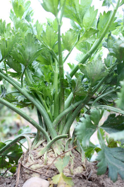 Celeriac