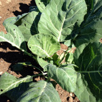 Collard Greens