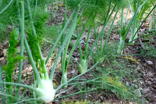 Fennel