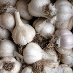 garlic
