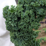 kale