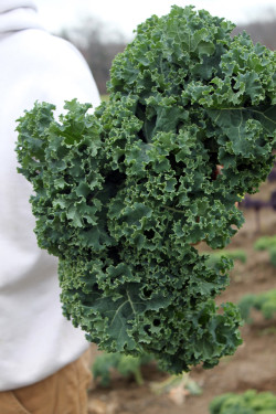 Kale