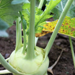 kohlrabi