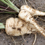 Parsnips
