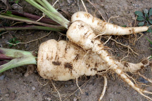 Parsnips