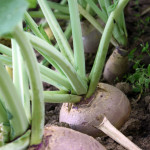 Rutabaga