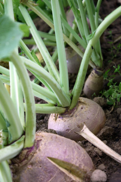 Rutabaga