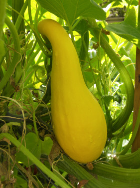 Summer Squash